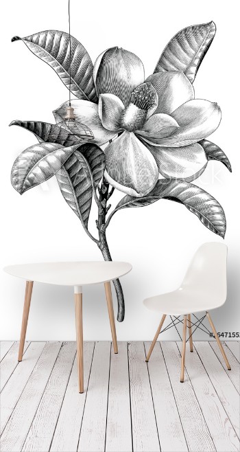 Picture of Antique engraving illustration of Magnolia flower twig black and white botanical clip art isolated on white background